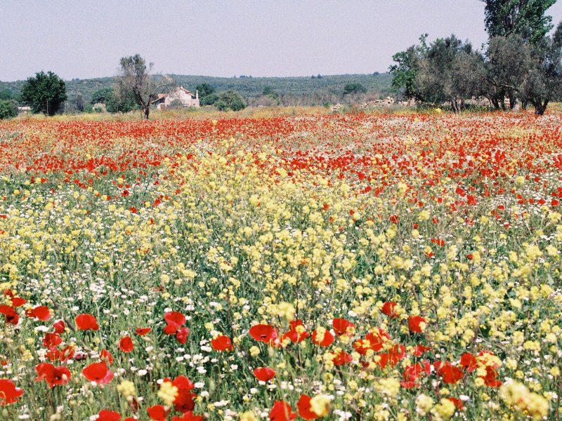 Best time of the year to visit the Gallipoli battlefields. Best time of the year to visit the Gallipoli battlefields.